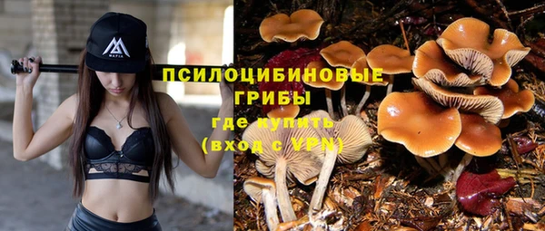 ПСИЛОЦИБИНОВЫЕ ГРИБЫ Горно-Алтайск